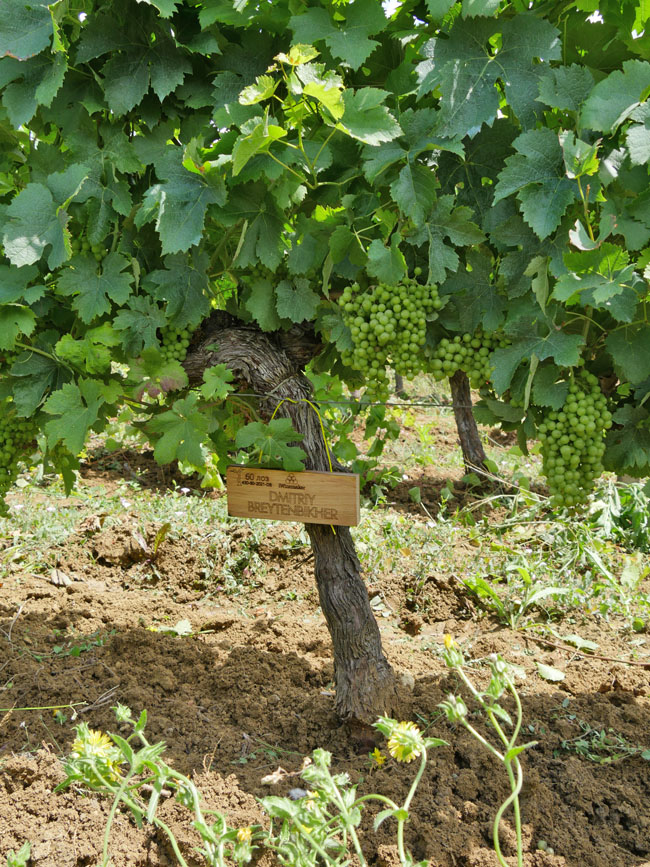 Виноградник на урожай